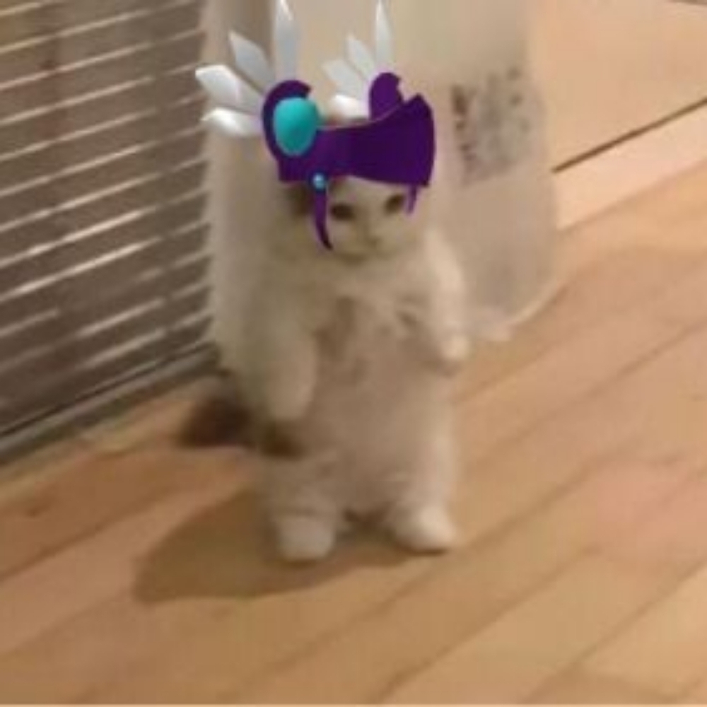 Meet your Posher, Mochi